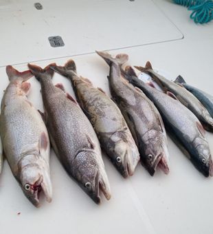 Impressive Lake Trout & Walleye haul on Lake Michigan!