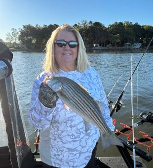 Striper success on Lake Wateree!