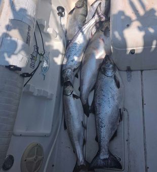 Four beautiful Chinook salmon from Wolcott NY waters!