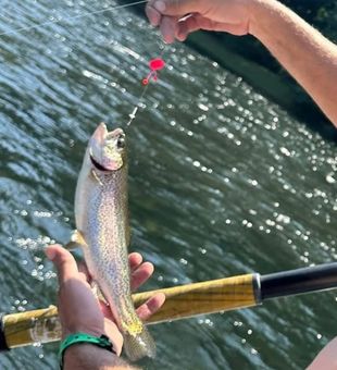Trout catch in Oregon tributaries