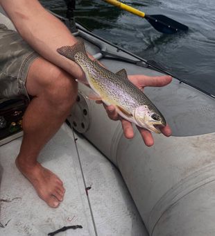 Trout angling in Oregon rivers