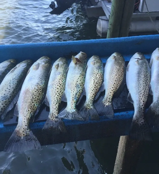 Awesome Spotted Seatrout Haul