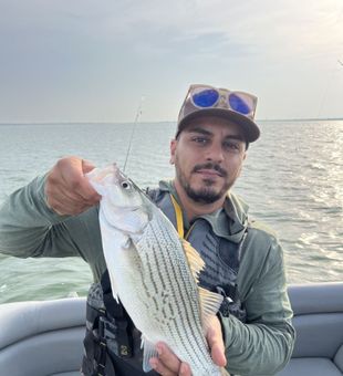 Hybrid Bass - Lake Lewisville, TX.