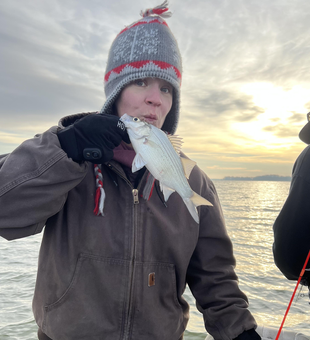 Nice white bass from Lake Lavon!