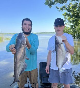  Big Blue Catfishes  - Lake Lewisville, TX.