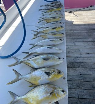 Productive Permit Catch Mix