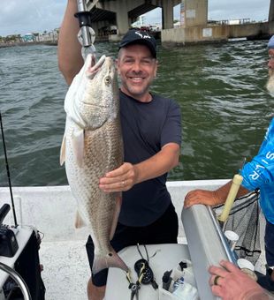 Orange Beach redfish showing off that impressive size!