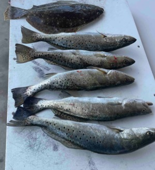 Orange Beach light tackle success: summer flounder and speckled trout!