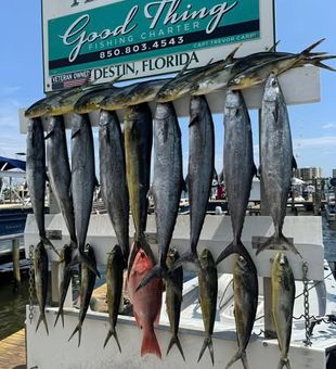 Now that is a successful day! - Destin, FL.