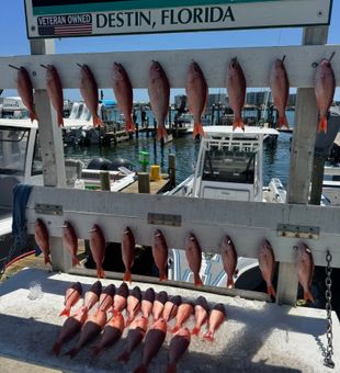 Red snapper limits hit in Destin Florida waters!