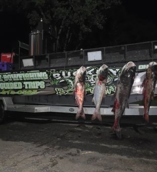 Bowfishing carp and gar in Ohio lakes