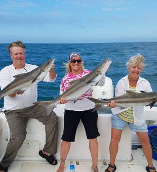 Hooked Plenty of Cobia in Marathon, FL