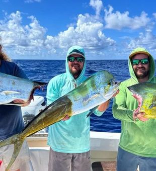 Mahi Mahi Run in Florida