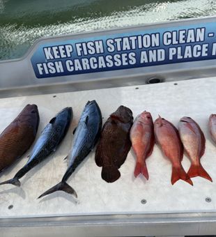 Mixed Snapper and Grouper Haul