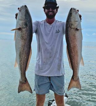Trophy sized red drum capture.