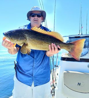 Grouper bounty captured in Florida.