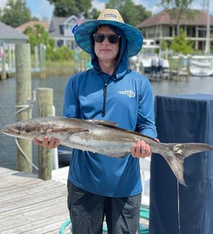 Cobia from Niceville, FL