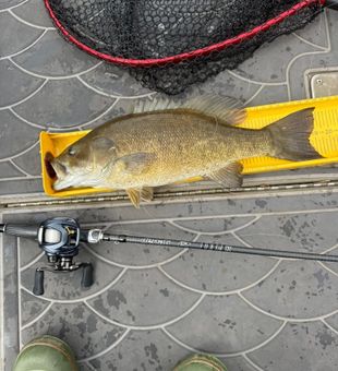 Nice Harrisburg smallmouth bass on the measuring board!