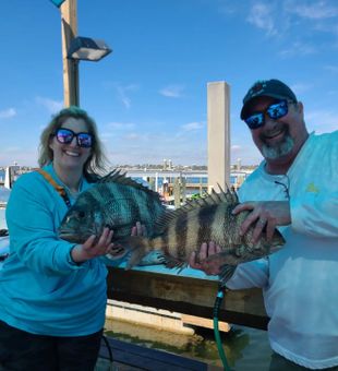 Sheepshead Galore in Orange Beach