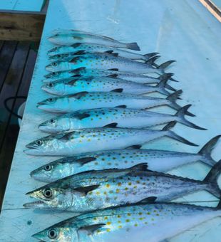 Spanish Mackerel Bonanza in Orange Beach