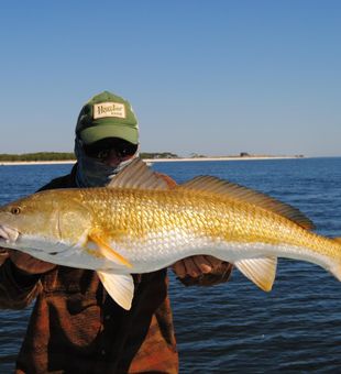 Huge Redfish from Apalachicola, FL