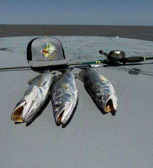 Trout fishing at its finest!