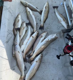 Matagorda speckled trout making for an excellent day!