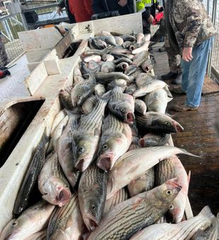 Lake Texoma’s stripers never stop!
