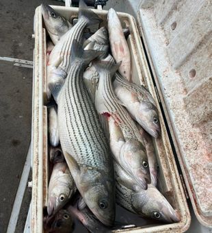 Your next big catch is here!