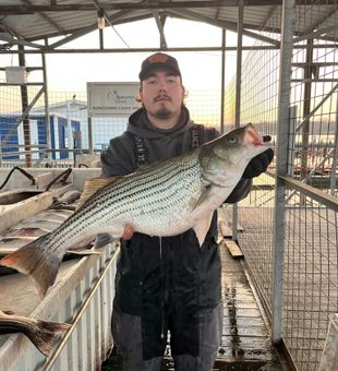 Texoma stripers are always biting!