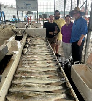 Lake Texoma Striper haul at Buncombe Creek Marina!