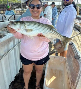 Big Striper catch at Buncombe Creek Marina!