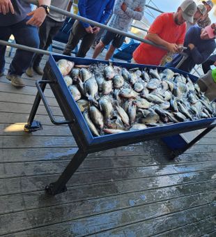 Angler-approved Toledo Bend trips.