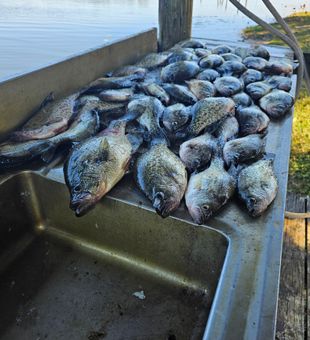 Cast away your worries, catch some crappie.