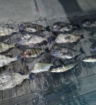 Backwater fishing with Captain Vic