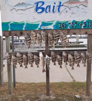 Aransas Pass redfish and sheepshead making for great fishing!