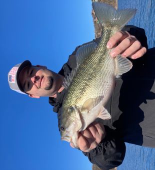 Great Spotted Bass on Table Rock!
