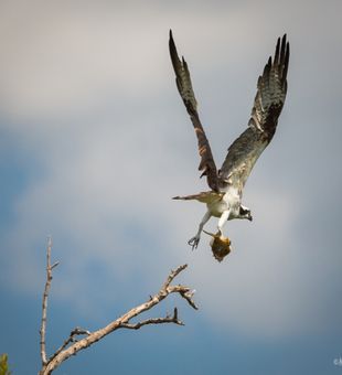 Osprey carrying a sand brim. -Punta Gorda,FL