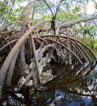 Mangrove Roots In Myakka River, FL