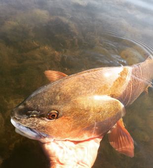 Boca Grande & Punta Gorda Are Filled With Redfish