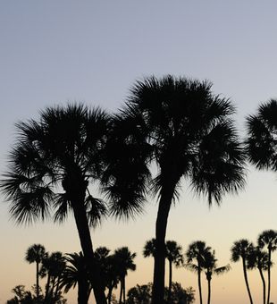 Florida banks are filled with palms & mangroves
