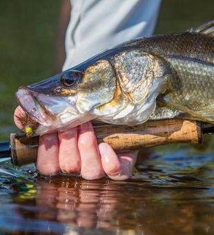 Snook caught on a deer head sweeper fly, FL