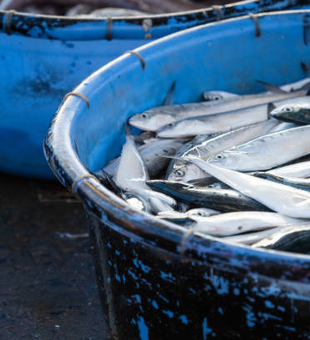 Successful fishing haul fills the boat in Pensacola Florida!