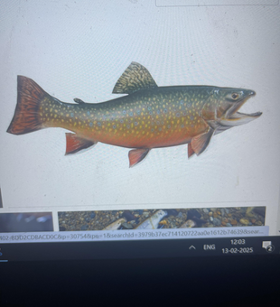 Chasing brook trout through the clear waters of AECS Layout!