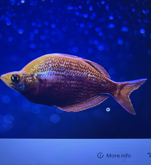 Spotted beauty cruising the waters of Destin!