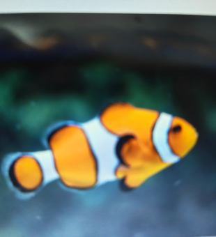 Beautiful clownfish spotted during today's adventure in Afdera's clear waters.
