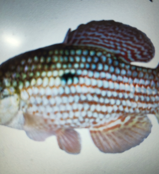 Nice catch in Afdera today! Clear conditions made for perfect fishing.