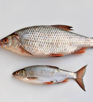 Fresh catch from Destin waters!