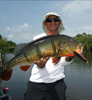 Trophy peacock bass from Destin waters!