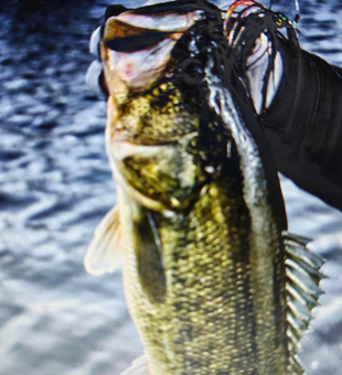 Golden perch taking the lure on a cloudy day near Orlando Sanford International Airport.